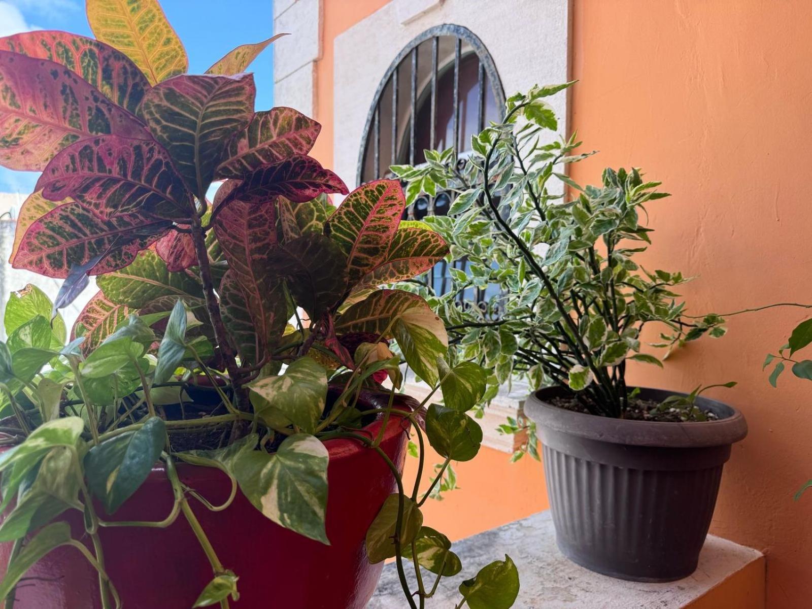 Hotel Casa Mallorca كانكون المظهر الخارجي الصورة